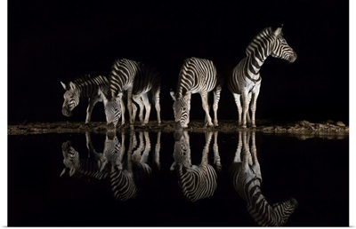 Plains Zebra, Zimanga Private Game Reserve, Kwazulu-Natal, South Africa