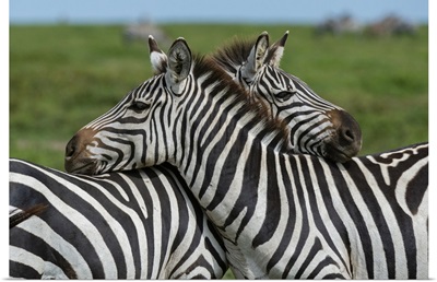 Plains Zebras, Ndutu, Ngorongoro Conservation Area, Serengeti, Tanzania