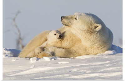 Polar bear and cub, Wapusk National Park, Churchill, Hudson Bay, Manitoba, Canada