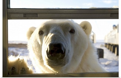 Polar bear Churchill, Hudson Bay, Manitoba, Canada