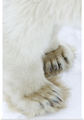Polar bear, Churchill, Hudson Bay, Manitoba, Canada, North America
