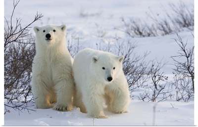 Polar bear cubs Churchill, Hudson Bay, Manitoba, Canada