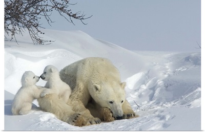 Polar bear mother with twin cubs, Churchill, Hudson Bay, Manitoba, Canada