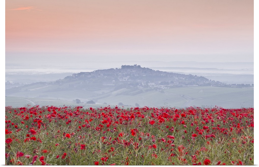 A colourful display of poppies above the village of Sancerre in the Loire Valley, Cher, Centre, France, Europe.