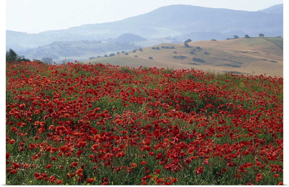 Poppies in rolling landscape, near Olvera, Cadiz, Andalucia, Spain