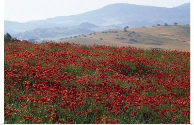 Poppies in rolling landscape, near Olvera, Cadiz, Andalucia, Spain