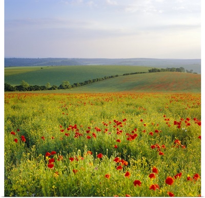 Poppies on the South Downs, Sussex, England