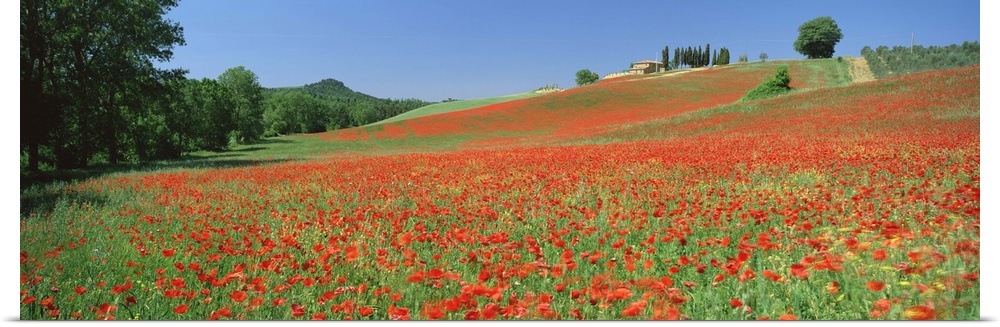 Poppy field near Montechiello, Tuscany, Italy, Europe