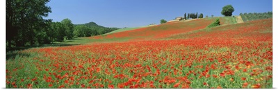 Poppy field near Montechiello, Tuscany, Italy, Europe