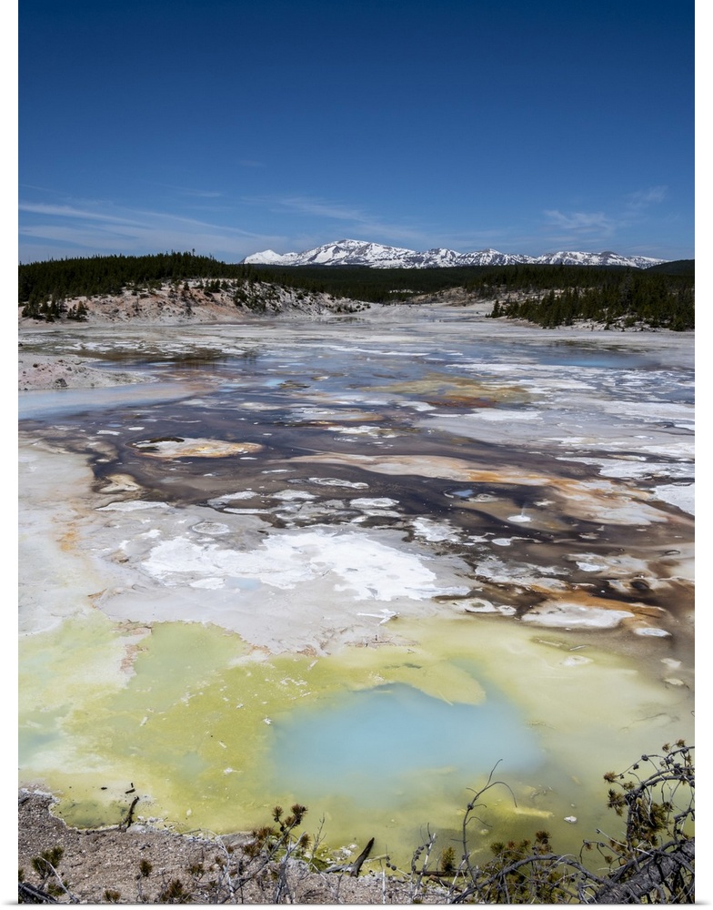 Porcelain Springs in the Norris Geyser Basin, Yellowstone National Park, UNESCO World Heritage Site, Wyoming, United State...
