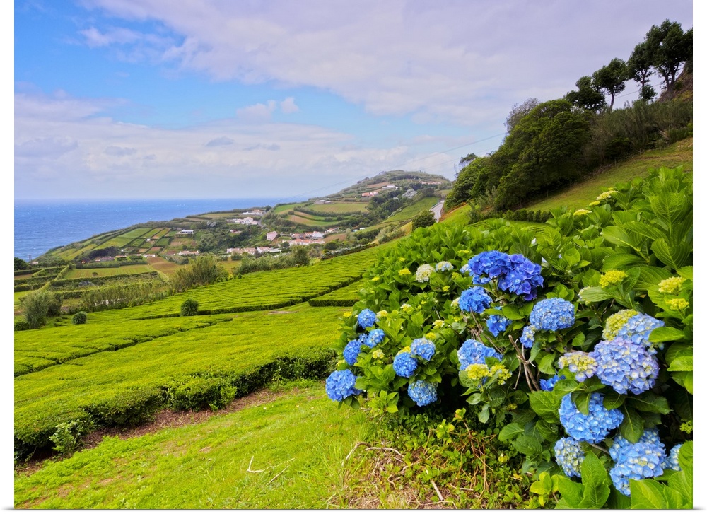 Porto Formoso tea fields, Sao Miguel Island, Azores, Portugal, Atlantic, Europe