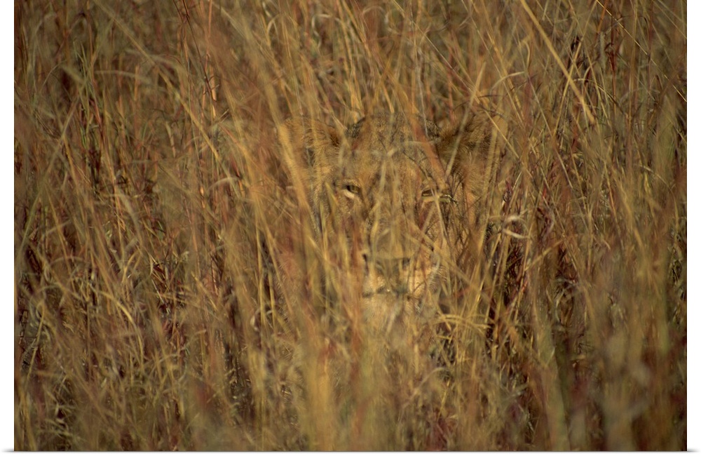 Portrait of a lioness hiding and camouflaged in long grass, South Africa
