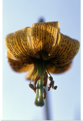 Pyrenean Lily, North Devon