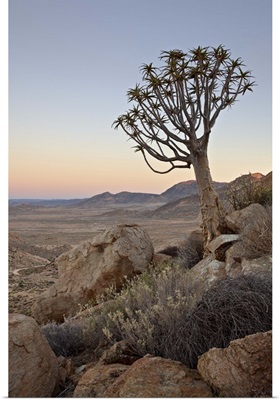 Quiver tree at dawn, Namakwa, Namaqualand, South Africa