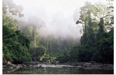 Rainforest, Danum Valley, Sabah, Malaysia, island of Borneo, Southeast Asia
