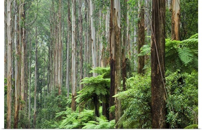 Rainforest, Yarra Ranges National Park, Victoria, Australia, Pacific
