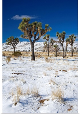 Rare winter snowfall, Lost Horse Valley, Joshua Tree National Park, California, USA