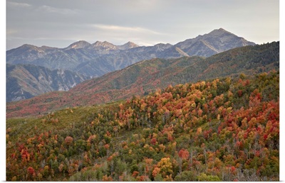 Red and orange fall colors in the Wasatch Mountains, Uinta National Forest, Utah