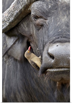 Red-billed oxpecker on a Cape buffalo, Kruger National Park, South Africa