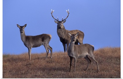 Red deer, Isle of Harris, Hebrides, Scotland, United Kingdom