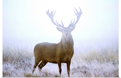 Red deer stag at dawn during rut in September, UK