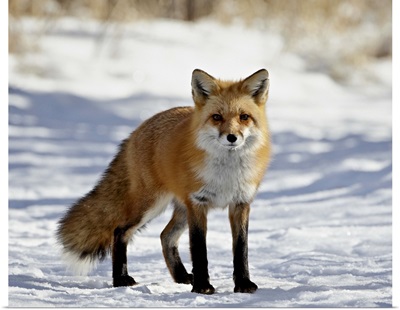 Red Fox in the snow, Prospect Park, Wheatridge, Colorado