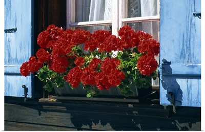 Red geraniums and blue shutters, Bort, Grindelwald, Bern, Switzerland