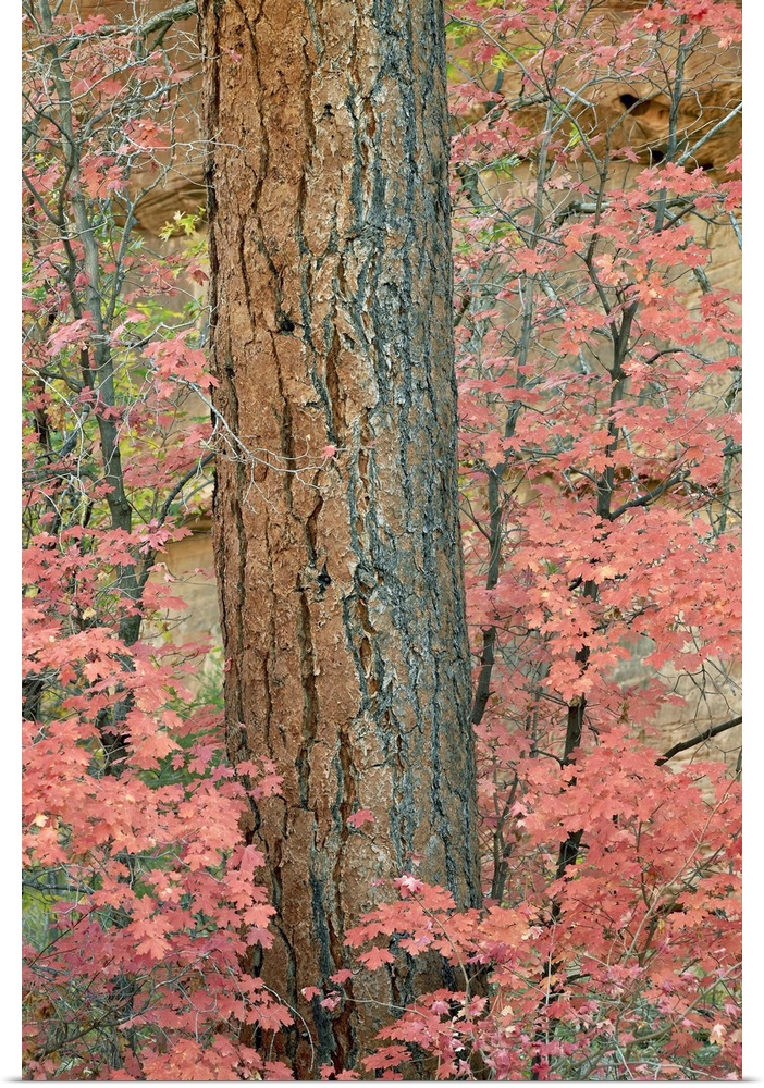 Red leaves on a bigtooth maple in the fall, Zion National Park, Utah, USA