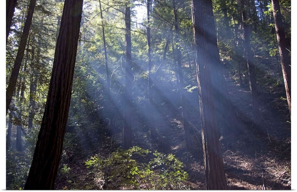 Redwood forest, Ventana, Big Sur, California