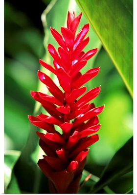 Reine de malaise flower, Martinique, Lesser Antilles, West Indies, Caribbean