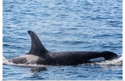 Resident killer whale, Cattle Pass, San Juan Island, Washington, USA