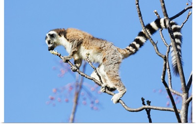 Ring tailed lemursAnja Reserve, Ambalavao, central area, Madagascar