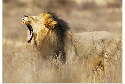 Roaring Lion, Kgalagadi Transfrontier Park, Kalahari, Northern Cape, South Africa