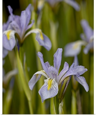 Rocky Mountain iris, Weston Pass, Pike and San Isabel National Forest, Colorado