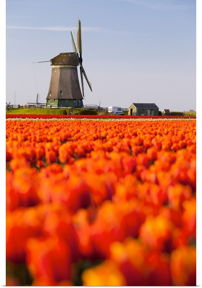 Field of tulips and windmill, near Obdam, North Holland, Netherlands, Europe