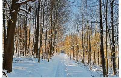 Rural winter scene, Schwarzwald-Baar, Baden-Wurttemberg, Germany