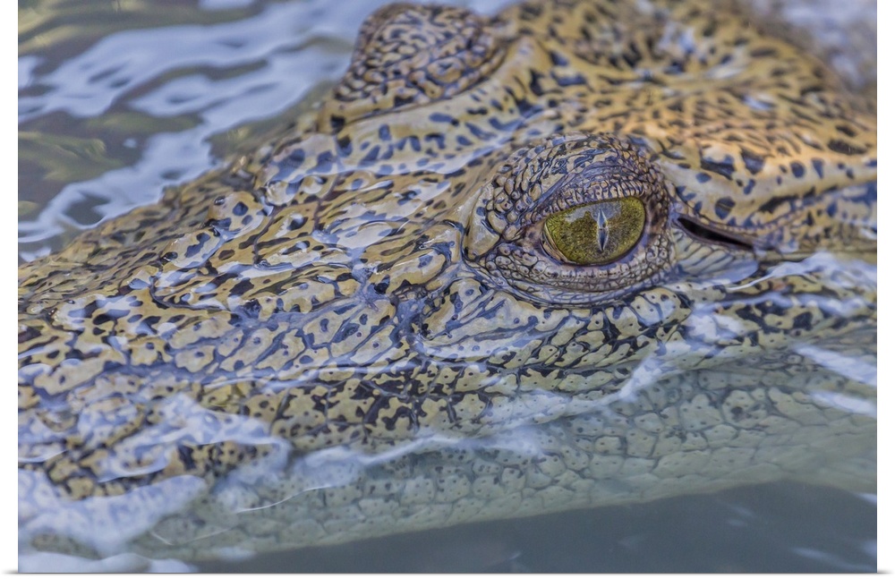 Wild saltwater crocodile (Crocodylus porosus) head detail in porous creek on the Hunter River, Mitchell River National Par...