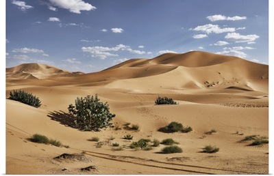 Sand Dunes And Bushes In The Sahara Desert, Merzouga, Morocco, North Africa