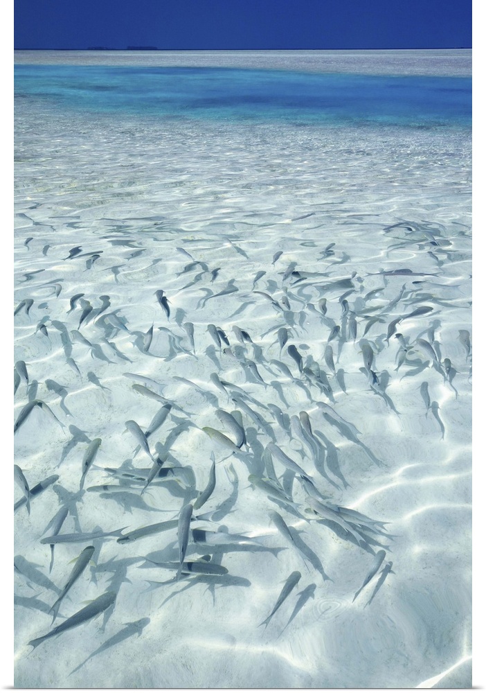 School of fishes and tropical lagoon, Maldives, Indian Ocean, Asia