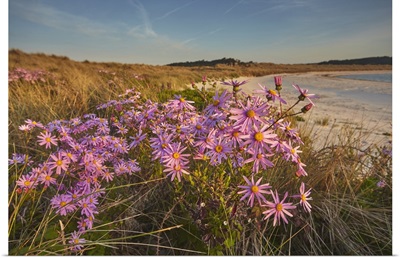 Sea Asters In Spring, Pentle Bay, The Isles Of Scilly