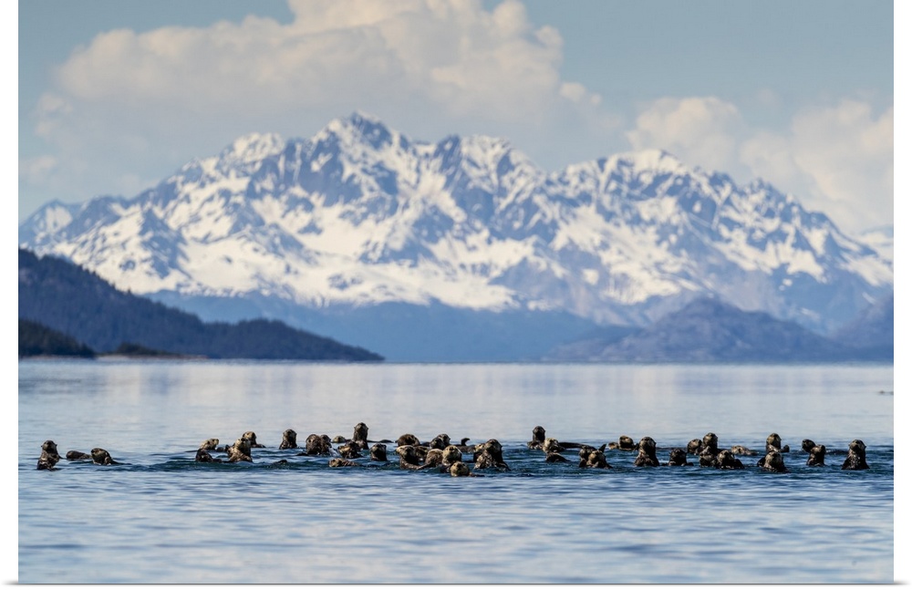 Sea otters (Enhydra lutris), in the Beardslee Island Group in Glacier Bay National Park, UNESCO World Heritage Site, South...