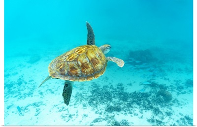 Sea turtle floating underwater over coral reef, Mauritius, Indian Ocean, Africa