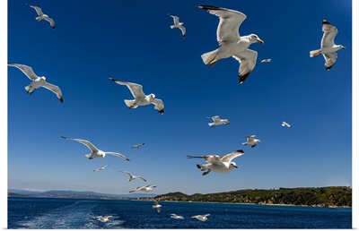 Seagulls (Laridae) Flying Behind A Tourist Boat, Mount Athos, Central Macedonia, Greece