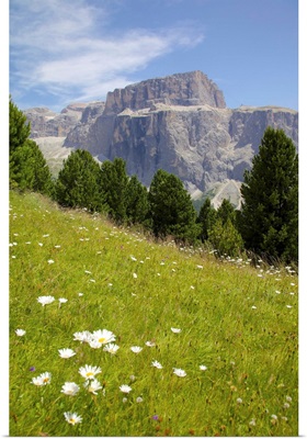 Sella Pass and daisies, Trento and Bolzano Provinces, Italian Dolomites, Italy, Europe