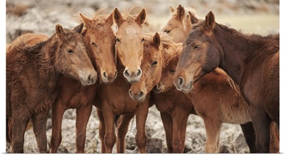 Semi-Wild Mongolian Horses Keeping Close In The Mongolian Steppes