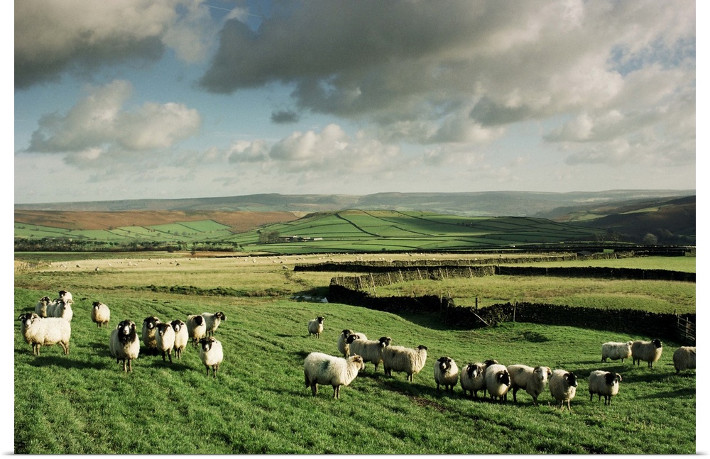 Sheep on Abney Moor, Peak District National Park, England, UK