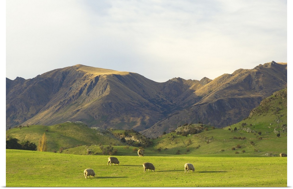 Sheep, Wanaka, Central Otago, South Island, New Zealand, Pacific