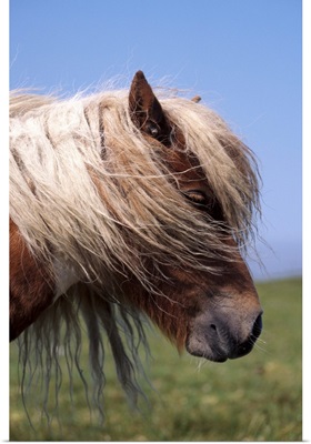 Shetland pony, Shetland Islands, Scotland, United Kingdom, Europe