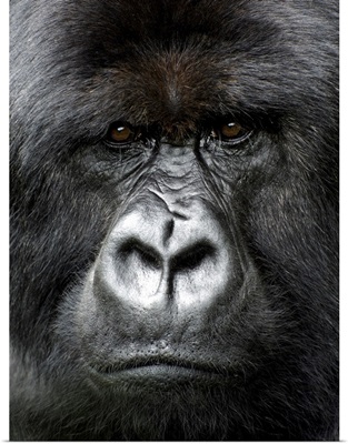 Silverback Gorilla Looking Intensely, In The Volcanoes National Park, Rwanda