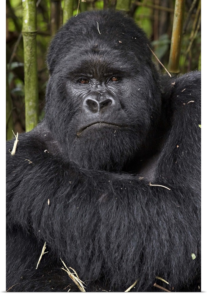 Silverback mountain gorilla of the Kwitonda group, Volcanoes National Park, Rwanda